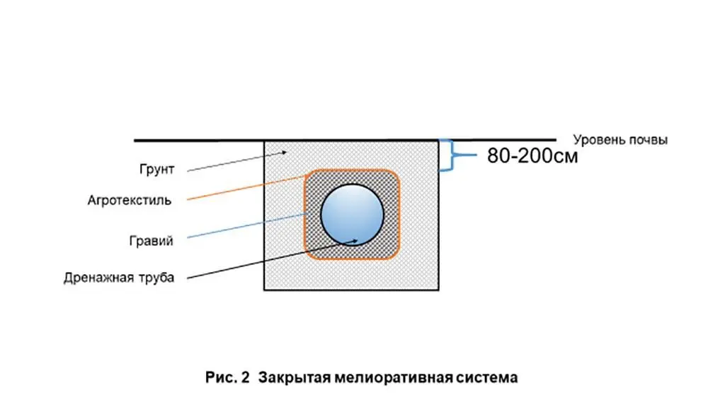 Существует и биологический способ борьбы с излишней влагой на участке В - фото 2