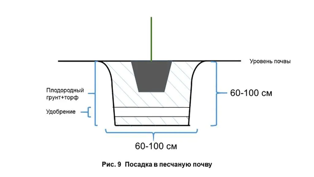 Если растение находилось в мешковине и металлической сетке то по возможности - фото 11