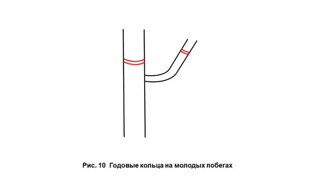 Посадку растений как уже говорилось раньше лучше проводить с учетом - фото 12