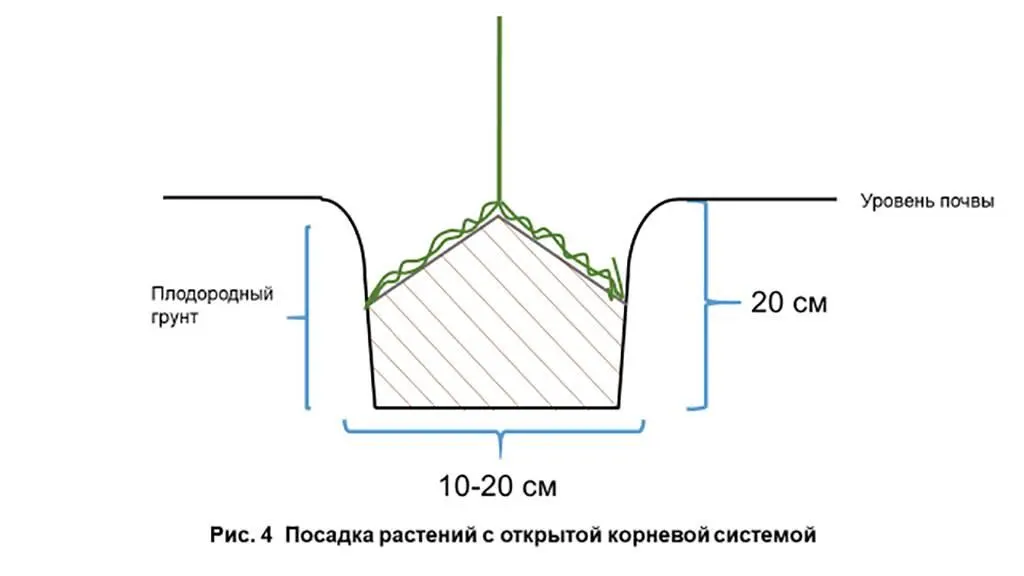 В идеале последовательность такая вечером покупка растения тем же вечером - фото 6