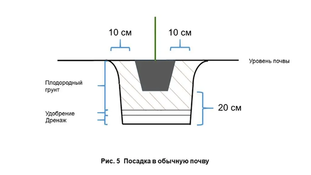 Если растение находилось в мешковине и - фото 7