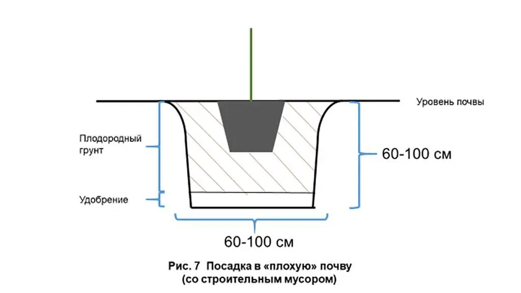 Если растение находилось в мешковине и металлической сетке то по возможности - фото 9
