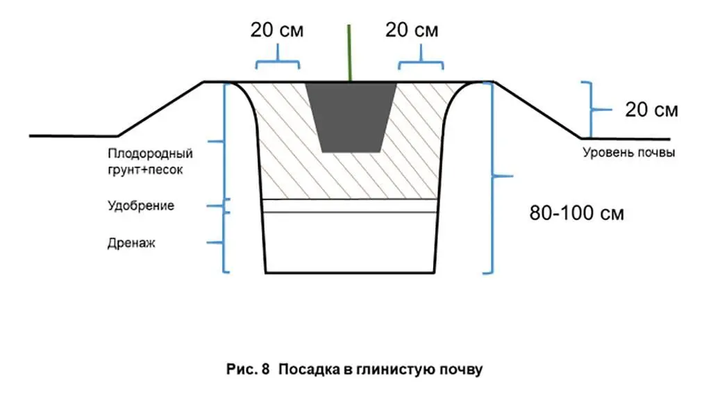 Если растение находилось в мешковине и металлической сетке то по возможности - фото 10