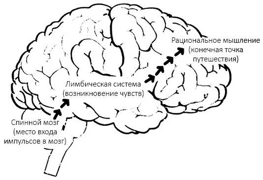 Рациональная зона вашего мозга передняя его часть не может остановить эмоции - фото 1