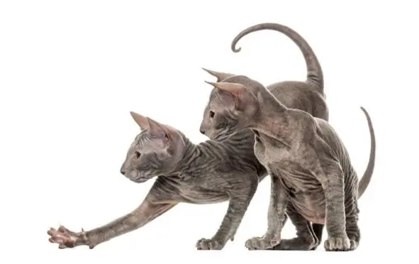 Рисунок 4 Два котенка Петерболда В 1994 году самец донского сфинкса был спарен - фото 4