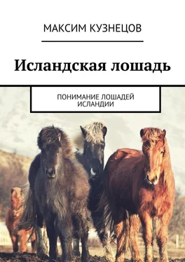 Максим Кузнецов Исландская лошадь. Понимание лошадей Исландии обложка книги