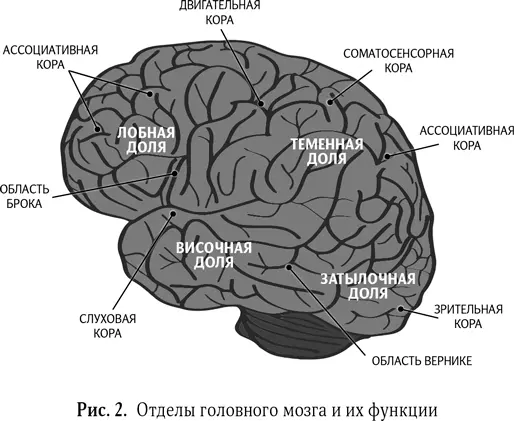 У младенцев и детей младшего возраста та же анатомия мозга что и у взрослых - фото 3