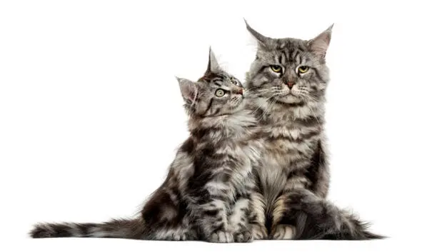 2 Кошкам породы мейнкун нужна компания СОЦИАЛЬНАЯ ОТВЕТСТВЕННОСТЬ Если вас - фото 3
