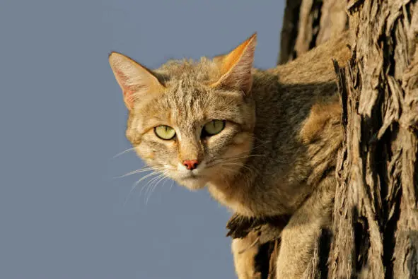 Рисунок 2 Африканская дикая кошка Общим предком всех домашних и породистых - фото 3