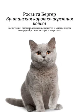 Росвита Бергер Британская короткошерстная кошка. Воспитание, питание, обучение, характер и многое другое о породе британская короткошерстная обложка книги