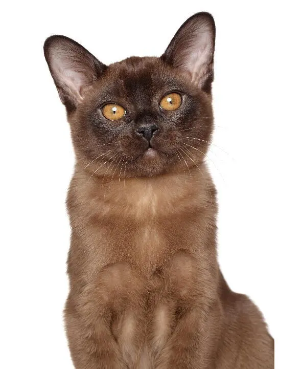 Рисунок 1 Бирманский котенок Легенды о бирманских кошках вероятно основаны - фото 2