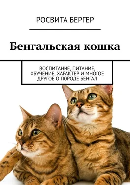 Росвита Бергер Бенгальская кошка. Воспитание, питание, обучение, характер и многое другое о породе бенгал обложка книги