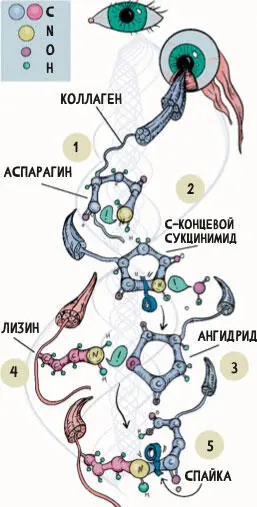 Рисунок 5Один из механизмов образования сшивок в матриксе 66 Первоначально - фото 13