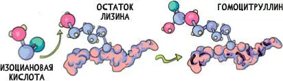 Рисунок 6Химическая реакция карбамилирования лизина с образованием - фото 14