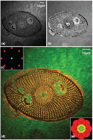 Figure 13 Quantitative phase image of diatom cell recorded using 20 x045 - фото 4