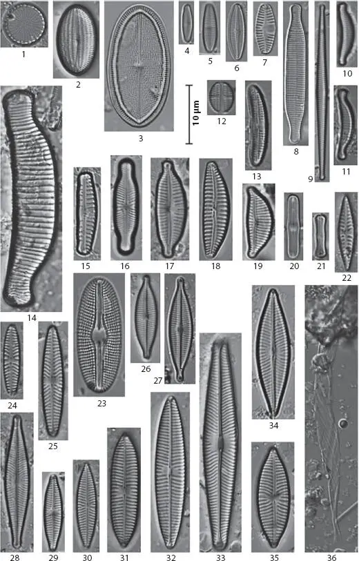 Figure 11 Selected diatoms taxa in the Baryczka stream obtained using phase - фото 2