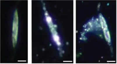 Figure 16 Dark field micrographs of control cells and cells exposed to Ag NPs - фото 7