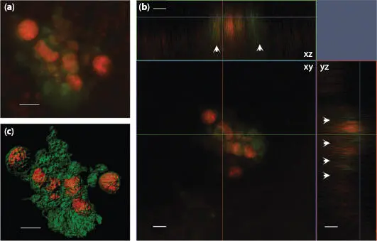 Figure 110 Laser confocal microscope images of H hauckiiR intracellularis - фото 11