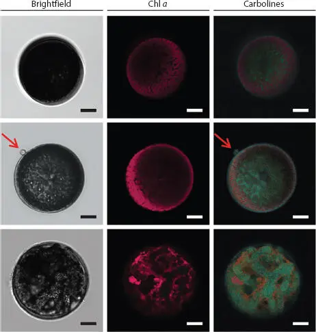 Figure 112 Quantification of carbolines in healthy and oomyceteinfected - фото 13
