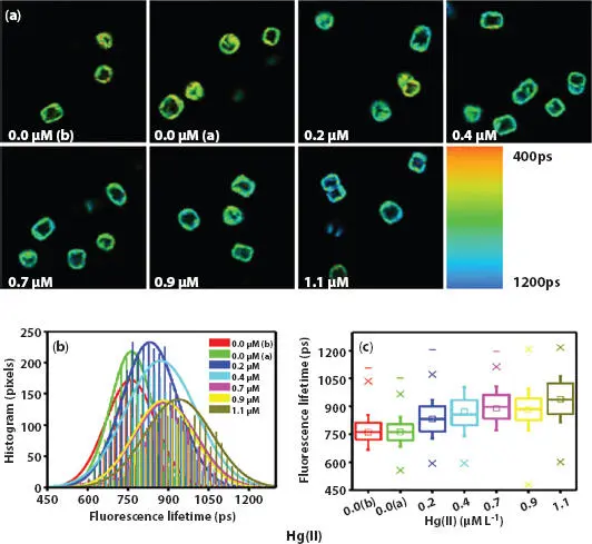 Figure 117 a Average fluorescence lifetime images of T weissflogii exposed - фото 18