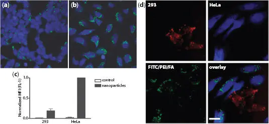 Figure 114 Specific particle endocytosis of FITCPEIFAfunctionalized silica - фото 15