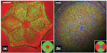 Figure 14 QPIs results showing a variety of diatom samples a diatom - фото 5