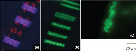 Figure 18 Images of new silicon deposits and chlorophyll a Chl a of coastal - фото 9