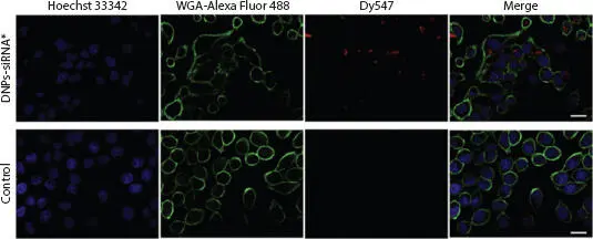 Figure 113 Evaluation of siRNA uptake and cellular internalization using - фото 14