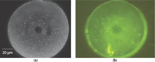 Figure 17 a Dark field image of single valve of C wailesii diatom and b - фото 8