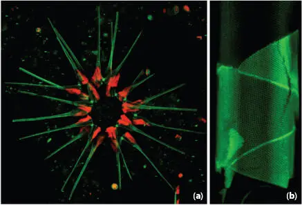 Figure 116 a Asterionellopsis glacialis and b Proboscia alata captured - фото 17