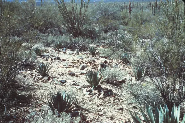 Figure 14 Agave murpheyi growing in a cultivated rockpile field at the Arizona - фото 5