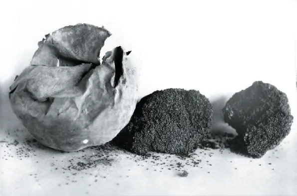 Figure 13 Twothousandyearold cache of domesticated chenopod Chenopodium - фото 4