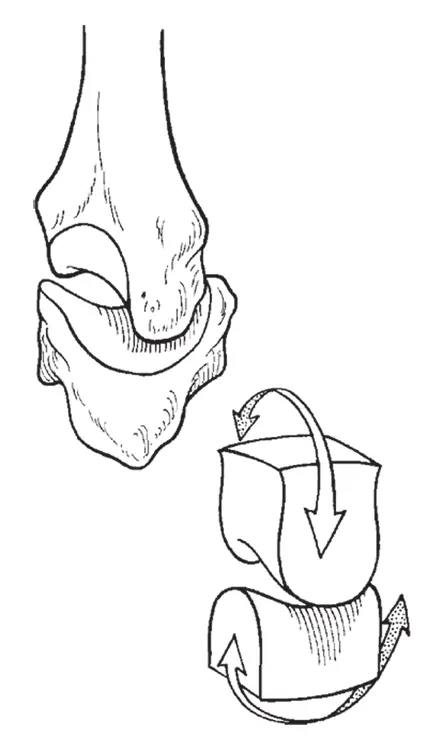 John Wiley Sons Inc FIGURE 14A saddle joint The saddle joint moves up - фото 18