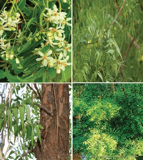 Figure 11 Medicinally important parts of the Azadirachta indica neem tree - фото 2