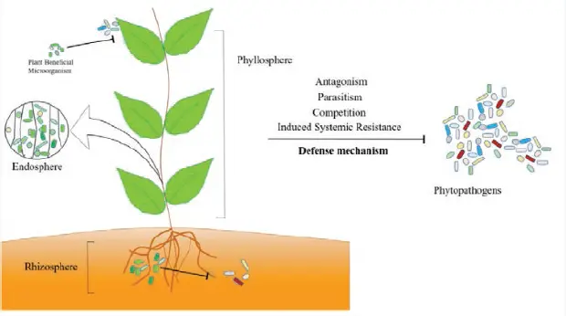 Figure 21 Plantmicrobe interaction in rhizosphere endosphere and - фото 3