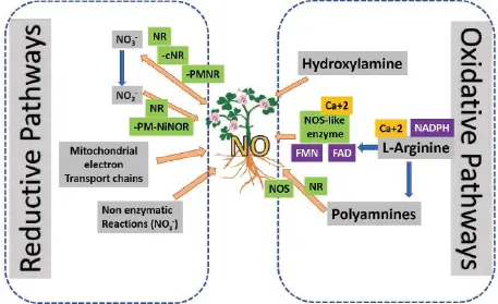 Figure 21 Biosynthesis pathways of nitric oxide in plants 221 Nitrate - фото 5