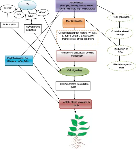 Figure 13 Schematic illustration of NO signaling in abiotic stress Mackerness - фото 4