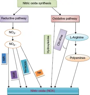 Figure 11 Diagram representing NO synthesis NO3 nitrate NiR plastidial - фото 2