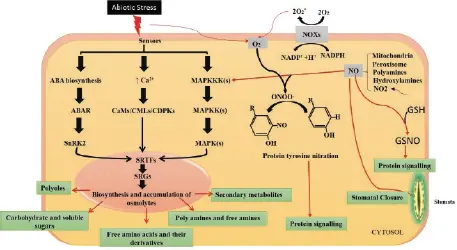 Figure 23 Activation of nitric oxide signaling and osmolyte pathways in plant - фото 7