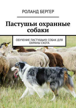 Роланд Бергер Пастушьи охранные собаки. Обучение пастушьих собак для охраны скота обложка книги