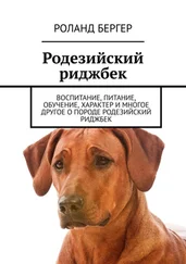 Роланд Бергер - Родезийский риджбек. Воспитание, питание, обучение, характер и многое другое о породе родезийский риджбек