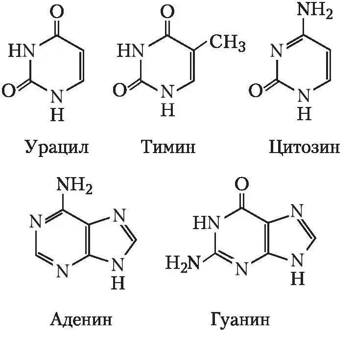 Для ДНК характерны следующие азотистые основания аденин А тимин Т гуанин - фото 1