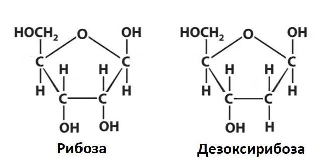 Фосфатная группа это остаток ортофосфорной кислоты H 3PO 4 Аналогично с - фото 2
