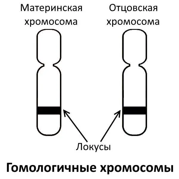 Обратите внимание что привычное изображение хромосом в виде Хобразных - фото 1