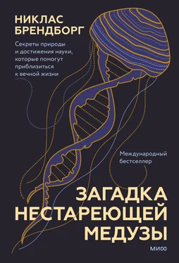 Никлас Брендборг Загадка нестареющей медузы. Секреты природы и достижения науки, которые помогут приблизиться к вечной жизни обложка книги