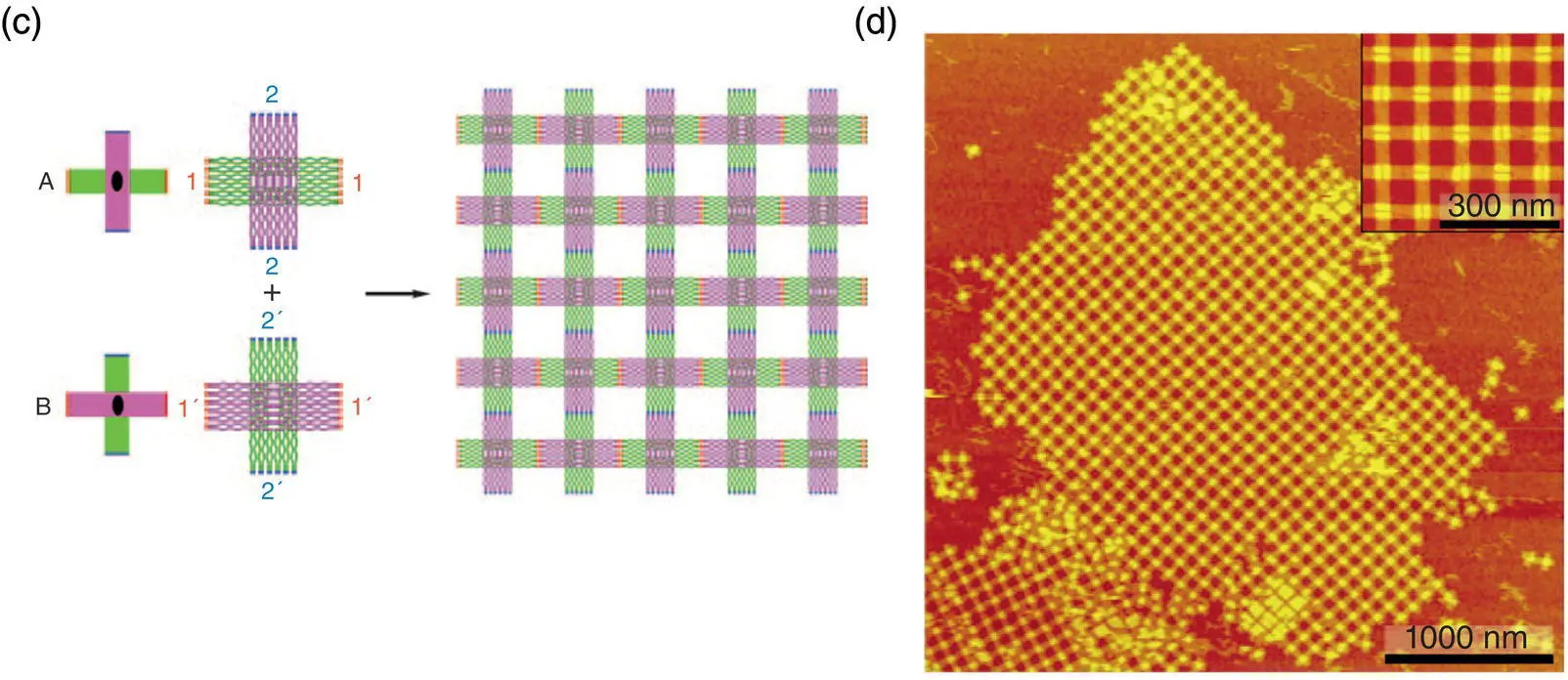 Figure 14 Programmed selfassembly of DNA origami a Structure of DNA - фото 7