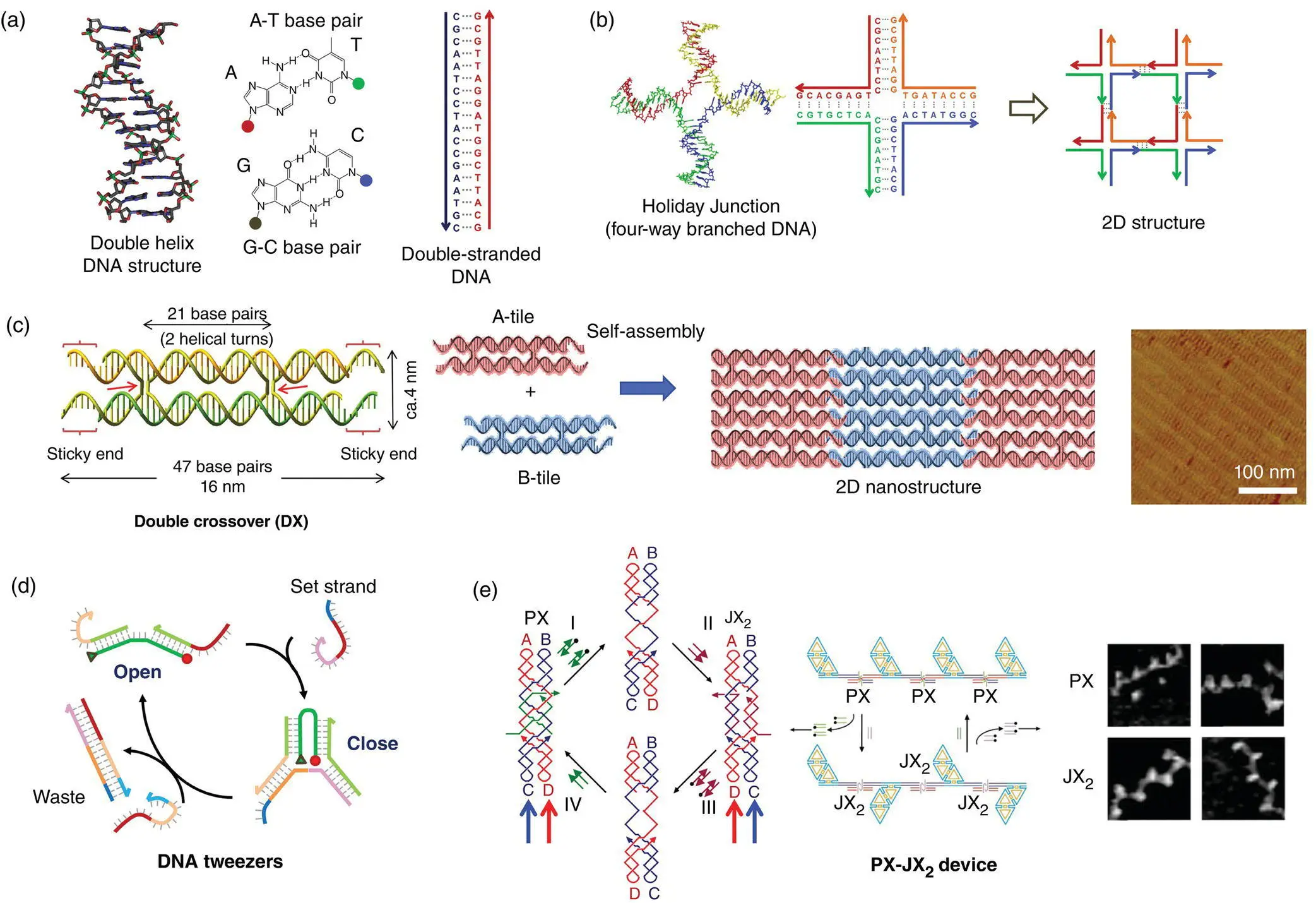 Figure 12 DNA nanotechnology before the emergence of DNA origami a DNA - фото 3