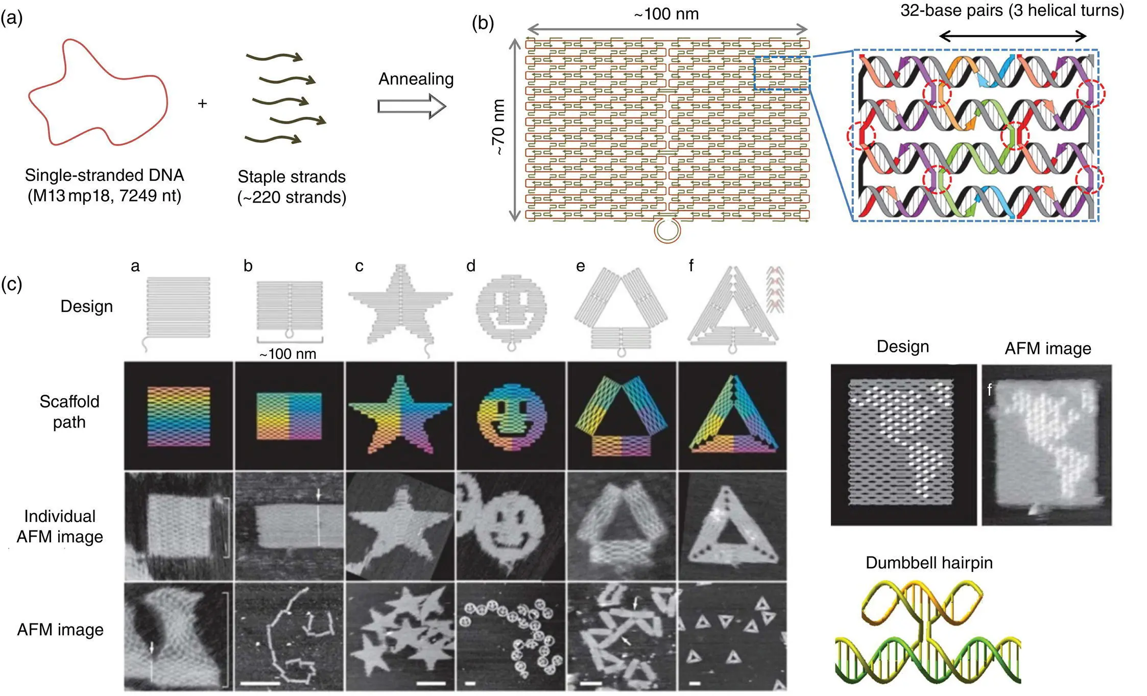 Figure 13 DNA origami a Method to prepare a DNA origami structure from the - фото 4