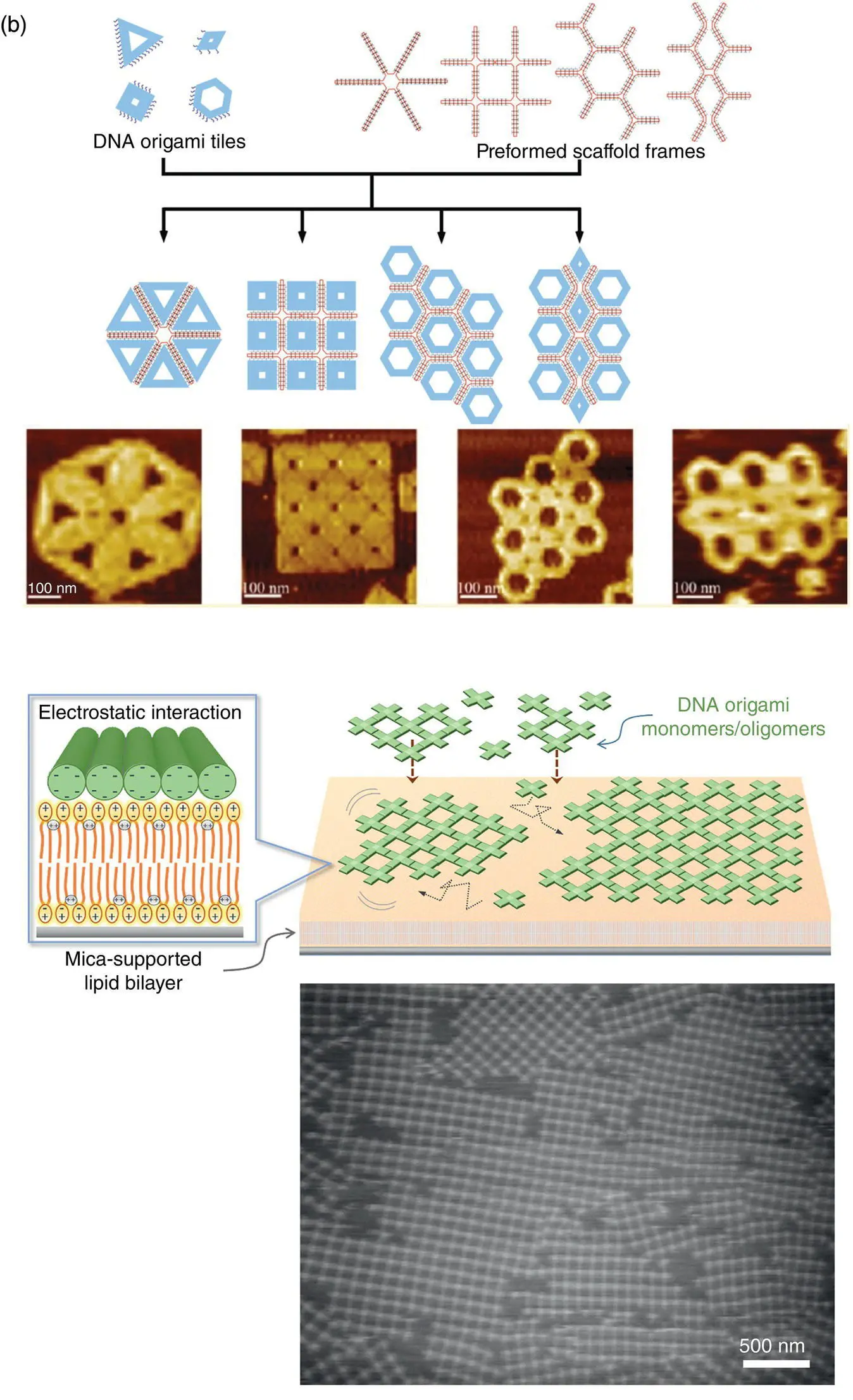 Figure 14 Programmed selfassembly of DNA origami a Structure of DNA - фото 6