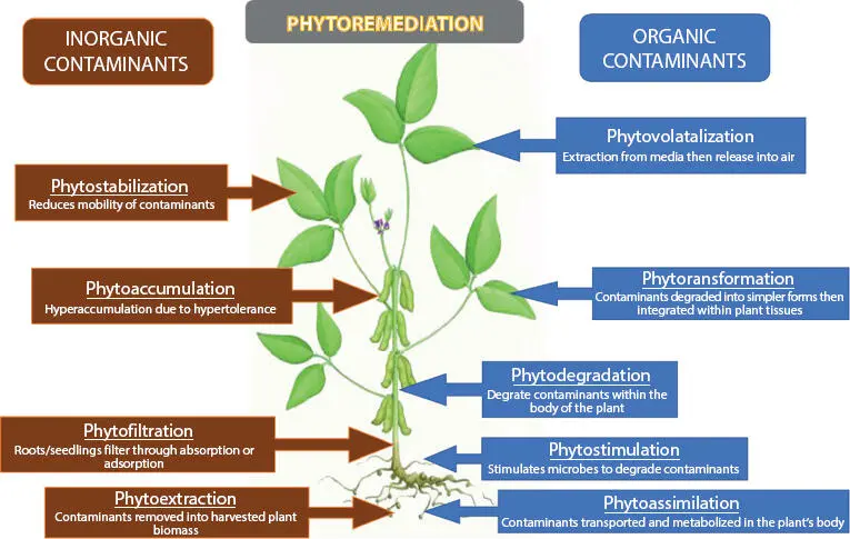 Figure 15 Various processes involved in phytoremediation of contaminants in - фото 12